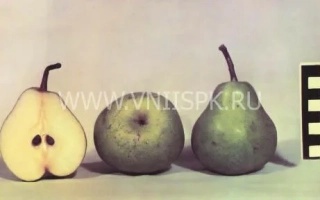 Три груші: одна розрізана навпіл, дві цілі, на світлому фоні. - Шихан