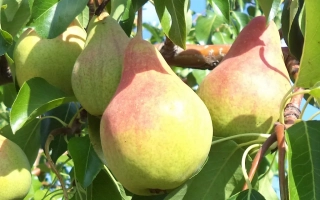 Спелые груши на ветке дерева - Скромница