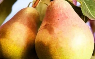 Сладкая из Млеева