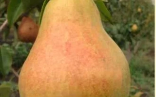 Сторожинецкая