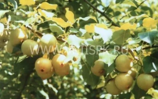 Talica (Early Maturing Sverdlovsk Variety)