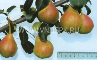 Груша Тонковетка уральська на гілці з лінійкою