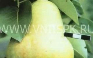 Дозріла груша сорту Тютчевська на гілці з листям