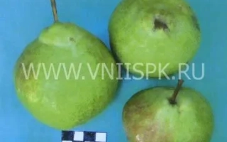 Три зелені груші на синьому фоні з водяним знаком сайту - Ювілейна Корнєєва