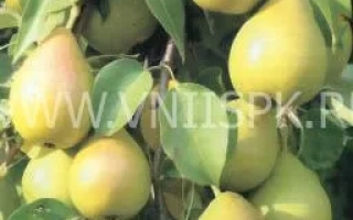 Дозрілі груші сорту Юріївська на гілці