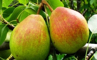 Два спелых груши на ветке - ВЕКОВАЯ