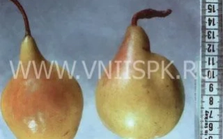 Два плода груши на фоне линейки - Вербена