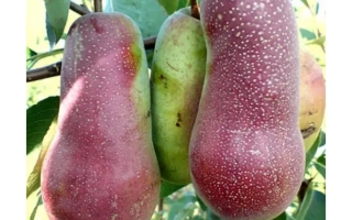 Вересневе Дево