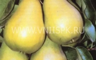 Спелые груши на ветке - Верная