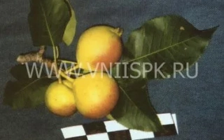 Фотография желтых груш на ветке с листьями и логотипом сайта - Веселинка (Новинка)