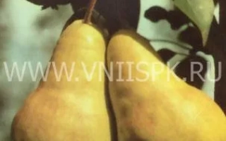 Видная (Бугристая)