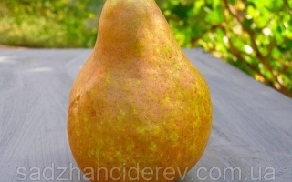 Вижница / Вижниця