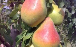 Яблунивская 1.1