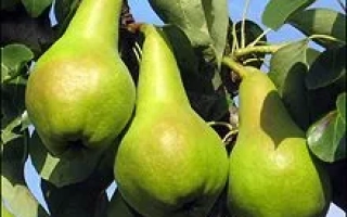 Зимняя Млиевская