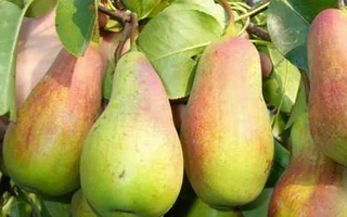 Спелые груши сорта Звенячинская на ветке - Звенячинская / Звеняченська