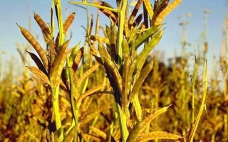 Степь с растениями гуара на закате - Кубанский