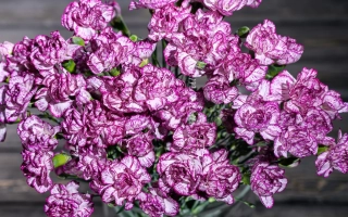 Гвоздика Східній візерунок біло-фіолетовий на дерев'яному фоні