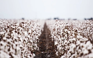 Поле хлопчатника с белыми цветами на фоне неба - АС 2