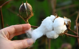 Ручка держит раскрытый белый хлопок на фоне зелёных листьев и незрелых коробочек. - АСТРАХАНСКИЙ ПУХ