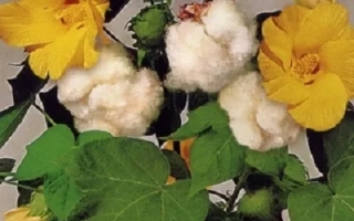 Цветущий хлопчатник с белыми хлопками и желтыми цветами - ГОЛИОТ