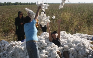 Группа людей обрабатывает хлопок в поле - ПГССХ 1
