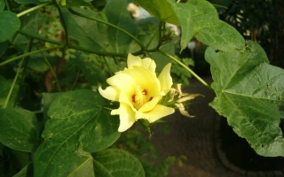 Желтый цветок хлопчатника на фоне зеленых листьев - ПОСС 4