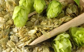 Свежие хмелевые шишки и сушеные листья хмеля на деревянной лопатке - Альта