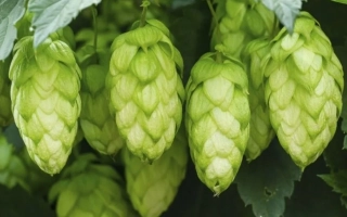 Свежие хмелевые шишки на фоне листьев - Хмелеслав