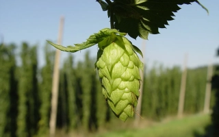 Свежий хмель на фоне посадок - Пивовар