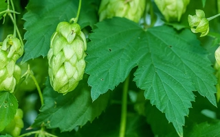 Свежие хмелевые шишки на зелёных листьях - ПОДВЯЗНЫЙ 21