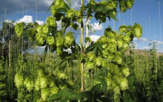 Растение хмеля на поле под названием Сильный - Сильный / Сильний