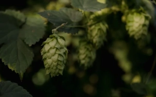 Свежие шишки хмеля на ветке - СУВАР