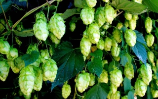 Свежие хмелевые шишки на ветке - Видибор