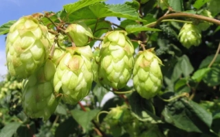 Свежие хмелевые шишки на ветке под голубым небом - Житомирський 75