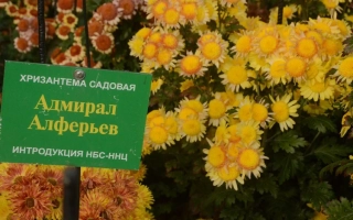 Зеленая табличка с надписью «Хризантема садовая Адмирал Альферьев» на фоне желтых хризантем. - Адмирал Алферьев