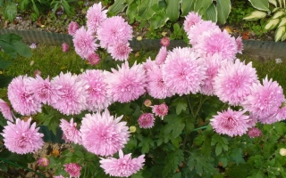 Pink chrysanthemums against green foliage - AGAFIA