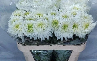 Bouquet of white chrysanthemums in clear packaging - Annushka