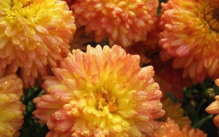 Yellow-orange chrysanthemums of the Amber variety