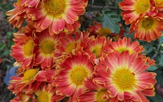 Красно-оранжевые хризантемы сорта Багряна осень на фоне зелени