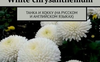 Семена белой хризантемы от бренда Белая Река