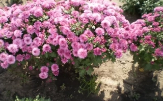 Розовые хризантемы на клумбе - Бузковий рай