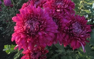Close-up of dark pink chrysanthemums of the Queen Tamara variety against green foliage