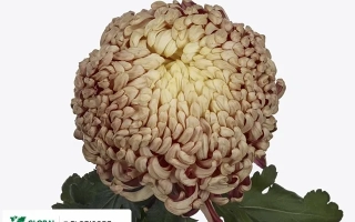 Хризантема Денница на белом фоне