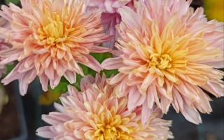 Pink-yellow chrysanthemum Khameleon
