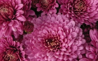 Крупный план розовых хризантем Кавказька Полонянка
