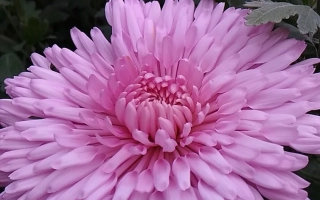 Pink chrysanthemum Lyudmila against green foliage