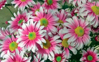 Надежда Диденко