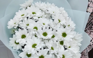 Букет белых хризантем в голубой упаковке - НЕЖНАЯ МУЗА