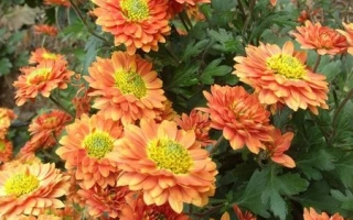 Оранжевые хризантемы сорта НИКИТСКАЯ ЮБИЛЕЙНАЯ на фоне зелени