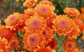 Оранжевые хризантемы на фоне зелени - Николина